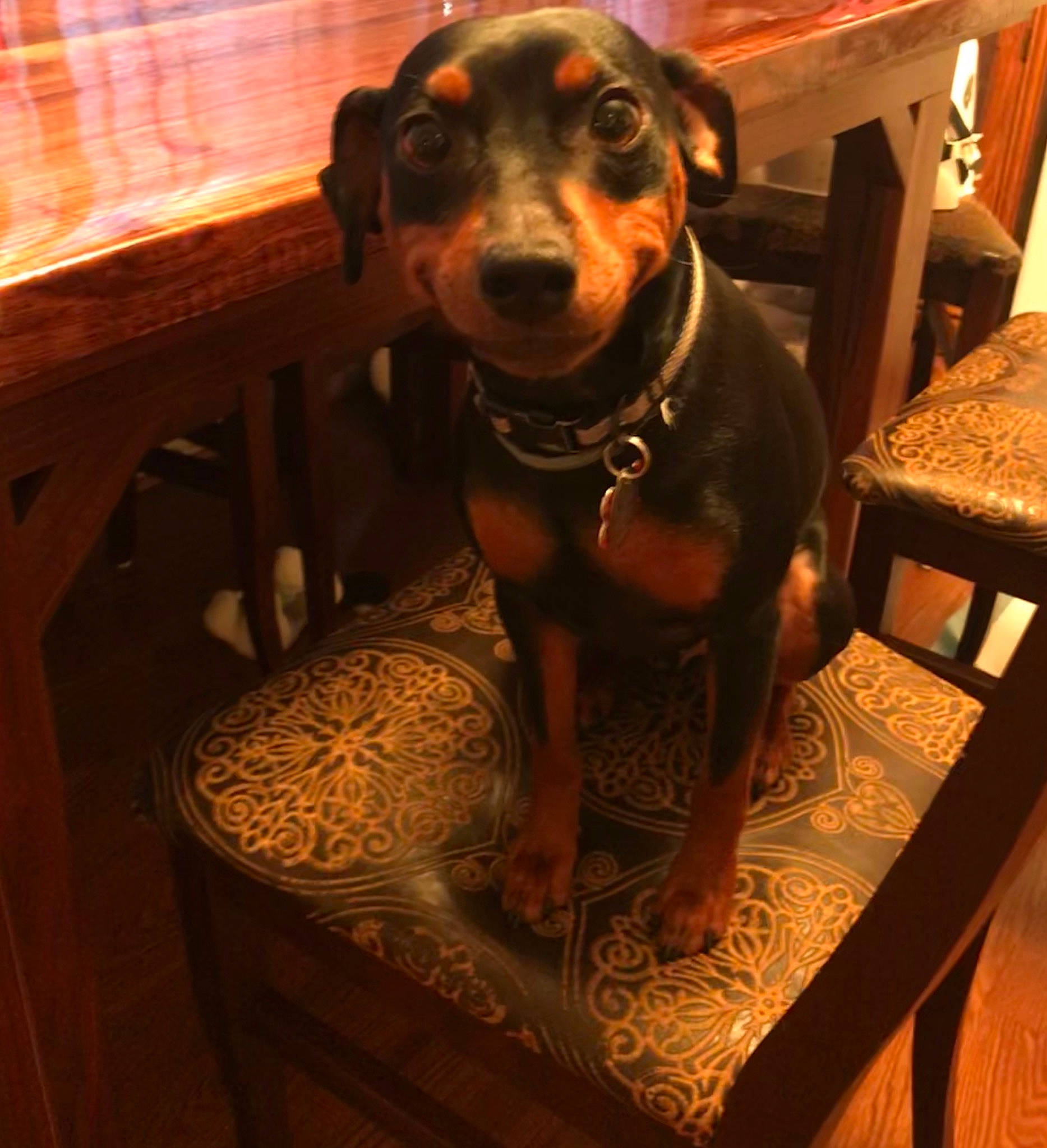Charlie is registered to the contest to win money with this photo: canidae, carnivore, companion_dog, dog, dog_breed, german_pinscher, guard_dog, huntaway, manchester_terrier, miniature_pinscher, pinscher, toy_dog