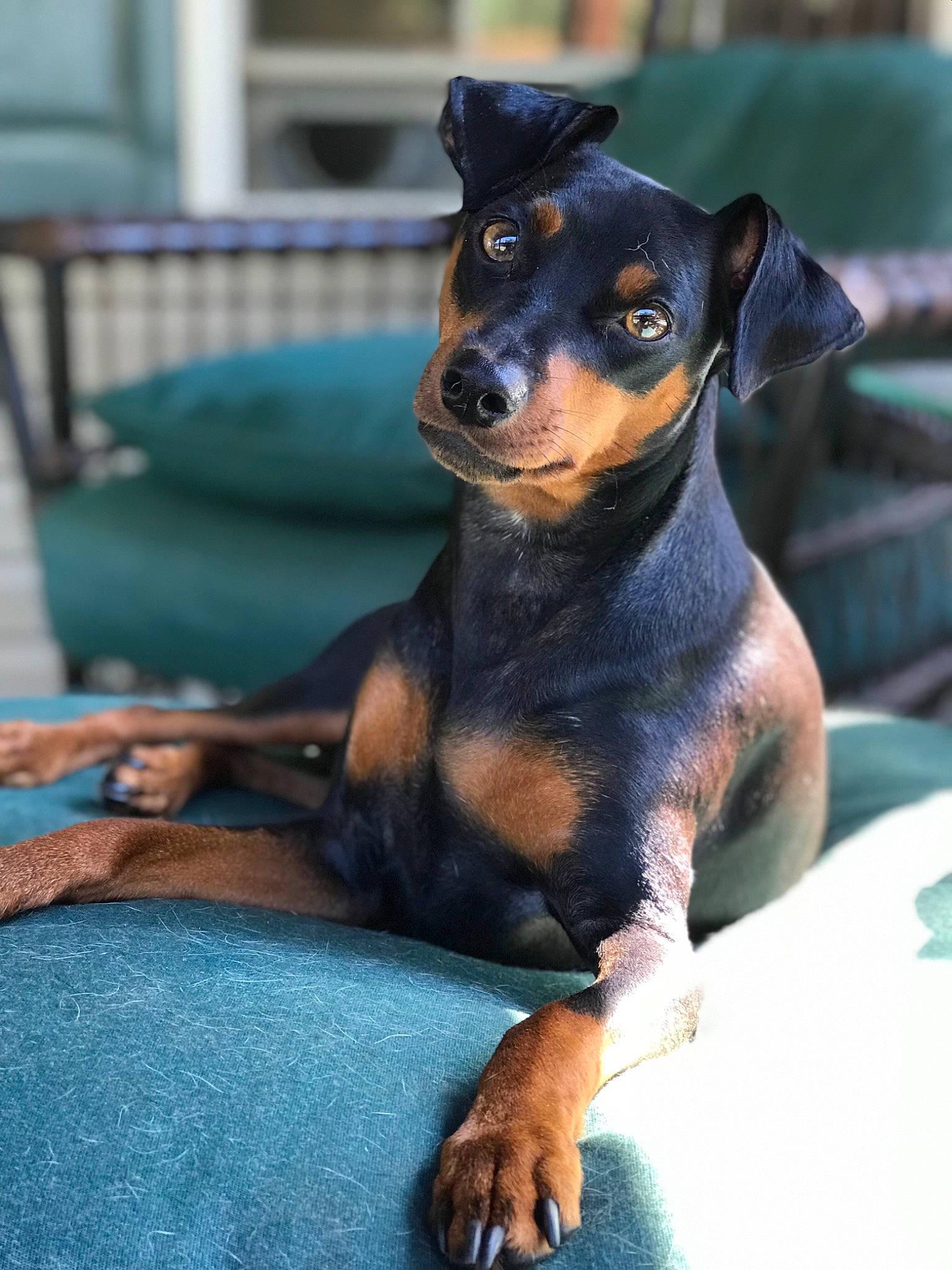 Charlie joined the competition — help win amazing prizes! black_and_tan_terrier, canidae, carnivore, dog, dog_breed, english_toy_terrier, german_pinscher, guard_dog, mammal, manchester_terrier, miniature_pinscher, pinscher, prazsky_krysarik, puppy, rare_breed_dog, snout, sporting_group, toy_dog, toy_manchester_terrier, vertebrate