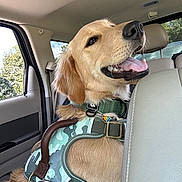 Benson joined the competition — help win amazing prizes! dog, golden_retriever, car_interior, harness, camouflage, pet, animal, happy, smiling, tongue_out, seat, window, daylight, leash, collar, fur, ears, nose, backseat, travel