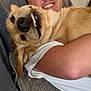 man, dog, smile, couch, blanket, happy, indoor, pet, face, arm, fur, nose, tongue, casual_clothing, relaxing, closeup, friendship, companion, cozy, home