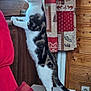 Calypso participe au concours pour gagner de l'argent avec cette photo : alert, animal, cat, cozy, curious, curtain, cushion, domestic, furniture, home, indoor, looking_out, pet, red_chair, standing, striped_fur, tail, white_paws, window, wooden_wall
