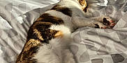 Calypso participe au concours pour gagner de l'argent avec cette photo : bed, blanket, brown_fur, cat, cozy, cute, domestic_animal, feline, indoor, patterned_bedspread, paw_pads, pet, relaxed, resting, sleeping, soft, striped_cat, sunlight, warm, white_fur