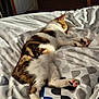 bed, blanket, brown_fur, cat, cozy, cute, domestic_animal, feline, indoor, patterned_bedspread, paw_pads, pet, relaxed, resting, sleeping, soft, striped_cat, sunlight, warm, white_fur