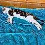 Calypso a rejoint le concours — aidez-le/la à gagner de superbes lots ! animal, blanket, cat, cozy, cute, domestic, feline, fur_pattern, indoor, paw, peaceful, pet, relaxing, resting, sleeping, soft_texture, striped_fur, tail, turquoise, wooden_wall