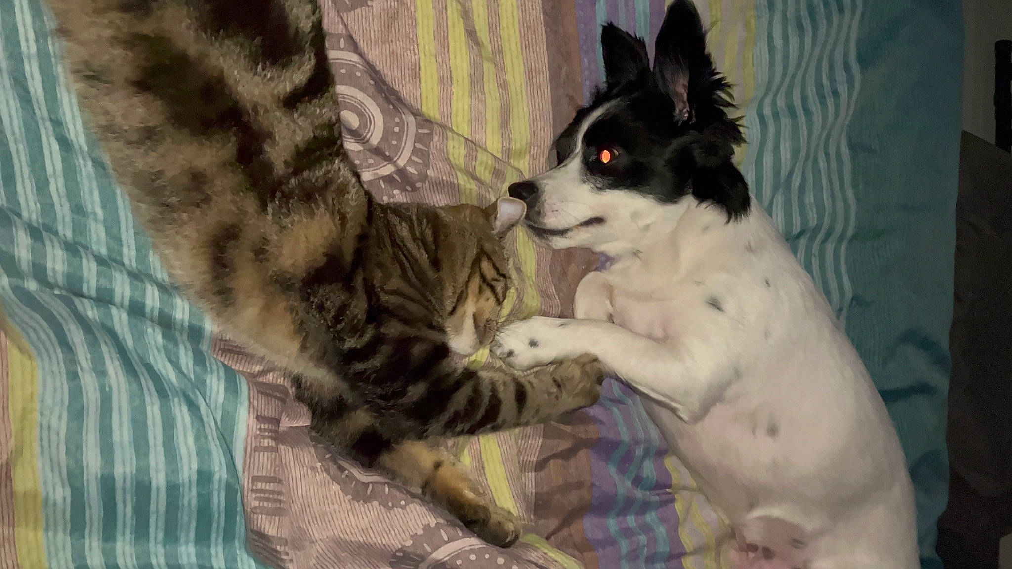 Baki participe au concours pour gagner de l'argent avec cette photo : canidae, carnivore, cat, comfort, companion_dog, dog, dog_breed, dog_supply, domestic_short_haired_cat, felidae, foot, fur, herding_dog, paw, small_to_medium_sized_cats, snout, sporting_group, tail, whiskers, working_animal