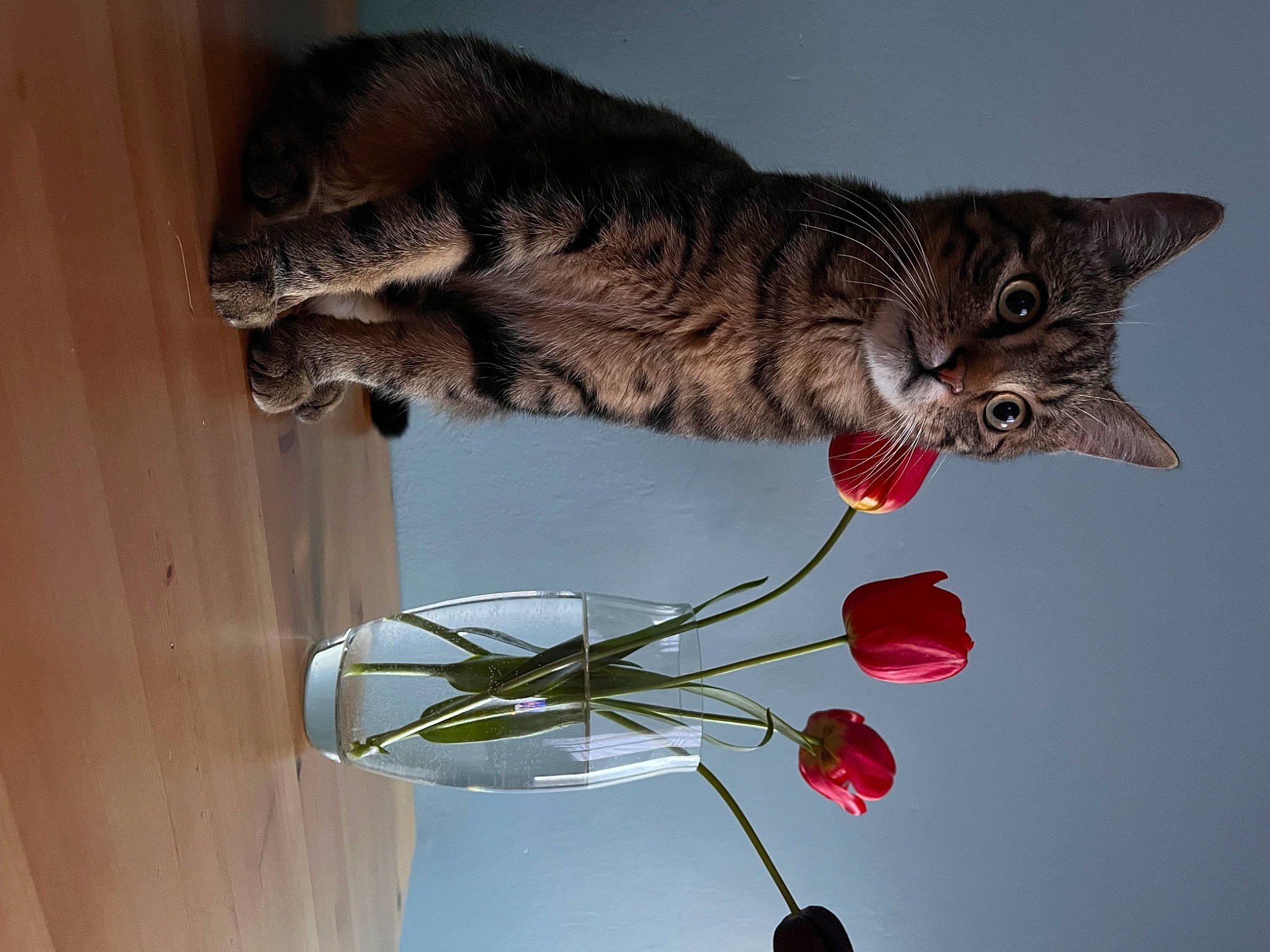 Floki participe au concours pour gagner de l'argent avec cette photo : art, carnivore, cat, cat_toy, claw, domestic_short_haired_cat, event, felidae, fur, small_to_medium_sized_cats, tail, twig, whiskers, window, wire, wood