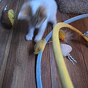 Clyde joined the competition — help win amazing prizes! kitten, cat, blurry, playful, toy, wooden_floor, indoor, pet, feline, motion_blur, small_animal, flooring, furniture, carpet, domestic, cute, animal_toy, yellow, blue, brown