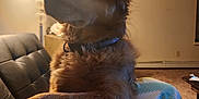 Cinnamon joined the competition — help win amazing prizes! dog, indoor, lamp, blanket, sofa, fur, collar, paw, wall, sword, carpet, table, light, furniture, cozy, home, pet, relaxing, warm_light, patterned