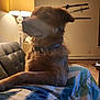 dog, indoor, lamp, blanket, sofa, fur, collar, paw, wall, sword, carpet, table, light, furniture, cozy, home, pet, relaxing, warm_light, patterned