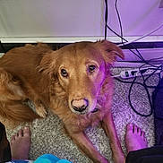 Cinnamon joined the competition — help win amazing prizes! dog, golden_brown, carpet, power_strip, cables, bare_feet, purple_light, indoor, pet, looking_up, relaxed, fur, canine, home, floor, cords, casual, cozy, animal, companion