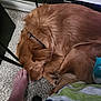 Cinnamon joined the competition — help win amazing prizes! dog, golden_retriever, sleeping, carpet, foot, bed_frame, blanket, indoor, furniture, pet, cozy, resting, paw, fur, collar, home, relaxation, animal, companion, curled_up