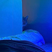 Minnie joined the competition — help win amazing prizes! cat, peeking, blue_light, chair, blanket, bag, indoor, wall, wooden_surface, shadow, curious, quiet, hidden, feline, whiskers, ear, cautious, cozy, still_life, low_light