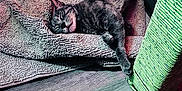 Minnie joined the competition — help win amazing prizes! cat, sleeping, mat, scratching_post, wooden_floor, stretching, indoor, pet, fur, relaxed, cozy, texture, paw, home, animal, resting, soft, comfort, feline, pink_light