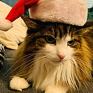 Caline a rejoint le concours — aidez-le/la à gagner de superbes lots ! cat, santa_hat, fluffy, pet, indoor, couch, holiday, christmas, fur, whiskers, cute, animal, relaxed, mammal, closeup, domestic, feline, resting, portrait, cozy