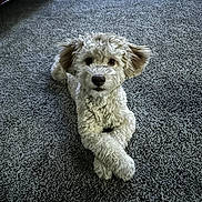 Oso joined the competition — help win amazing prizes! dog, puppy, fluffy, carpet, indoor, pet, cute, animal, laying_down, crossed_paws, furniture, sofa, home, domestic_animal, canine, brown_eyes, curly_fur, relaxed, looking_at_camera, floor