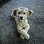dog, puppy, fluffy, carpet, indoor, pet, cute, animal, laying_down, crossed_paws, furniture, sofa, home, domestic_animal, canine, brown_eyes, curly_fur, relaxed, looking_at_camera, floor