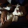 Oso is registered to the contest to win money with this photo: dog, sleeping, hand, blanket, cozy, indoor, pet, fur, resting, snuggle, comfort, soft, dark, closeup, animal, relaxation, cute, warm, paw, cuddly