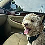 Oso joined the competition — help win amazing prizes! dog, pet, car_interior, seat, happy, tongue_out, fluffy, fur, leash, harness, window, side_mirror, sky, trees, power_lines, beige, leather_seat, close_up, indoor, transportation