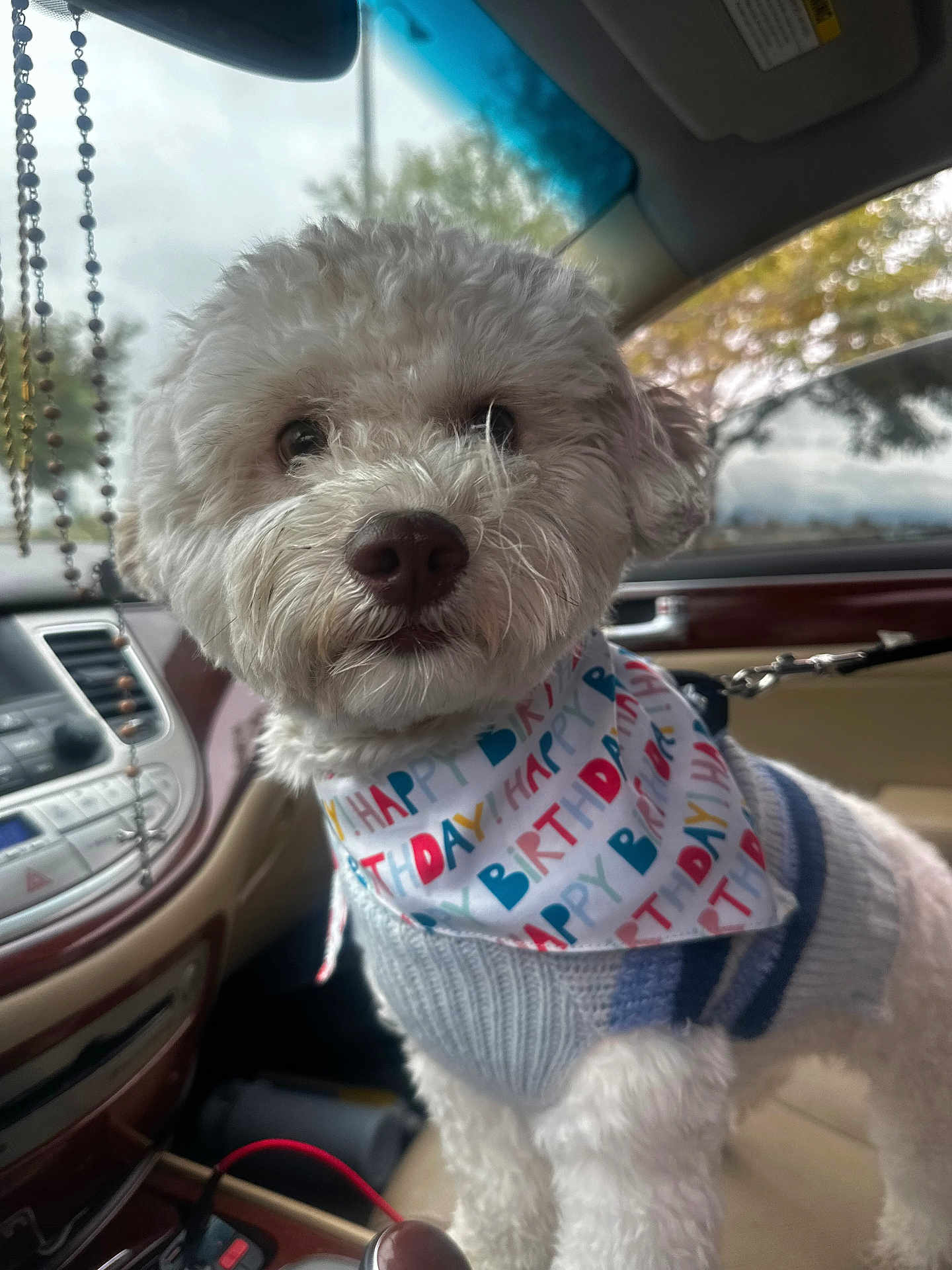 Oso is registered to the contest to win money with this photo: dog, white_dog, birthday_bandana, sweater, car_interior, seat, leash, window, tree, dashboard, curious, pet, cute, fluffy, closeup, indoor, animal, companion, vehicle, accessory