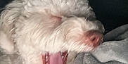 Oso is registered to the contest to win money with this photo: dog, white_dog, yawning, tongue, closed_eyes, fluffy, pet, canine, blanket, cozy, snuggling, sleepy, fur, paw, indoors, resting, cute, animal, companion, relaxed
