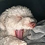 dog, white_dog, yawning, tongue, closed_eyes, fluffy, pet, canine, blanket, cozy, snuggling, sleepy, fur, paw, indoors, resting, cute, animal, companion, relaxed