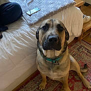 Oso joined the competition — help win amazing prizes! dog, indoor, bed, blanket, smartphone, rug, collar, pet, floor, furniture, animal, brown_dog, large_dog, resting, carpet, home, wood_floor, side_table, casual, domestic