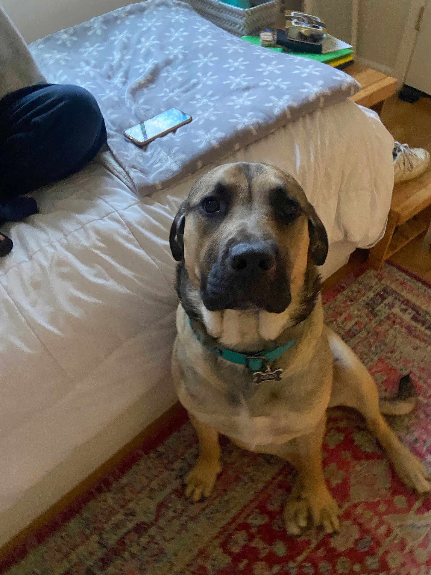 Oso joined the competition — help win amazing prizes! dog, indoor, bed, blanket, smartphone, rug, collar, pet, floor, furniture, animal, brown_dog, large_dog, resting, carpet, home, wood_floor, side_table, casual, domestic