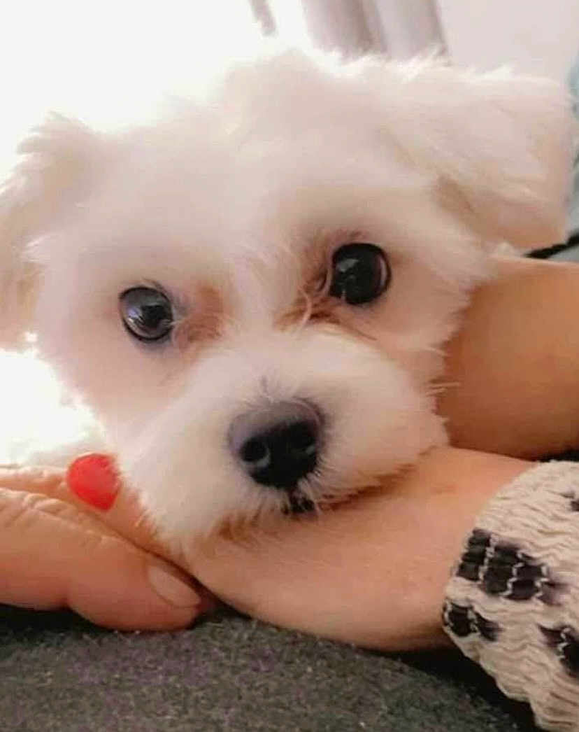 Titounette a rejoint le concours — aidez-le/la à gagner de superbes lots ! puppy, dog, white_fur, cute, pet, hand, close_up, eyes, adorable, resting, soft, fluffy, affection, trust, indoor, person, nail_polish, skin, comfort, companion