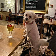 Titounette a rejoint le concours — aidez-le/la à gagner de superbes lots ! dog, white_dog, small_dog, collar, table, wooden_table, glass, beer, restaurant, menu, chalkboard, chair, indoor, floor, leash, curious, pet, furniture, drink, cozy