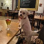 beer, chair, chalkboard, collar, cozy, curious, dog, drink, floor, furniture, glass, indoor, leash, menu, pet, restaurant, small_dog, table, white_dog, wooden_table