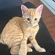 O-Nashi is registered to the contest to win money with this photo: kitten, cat, orange_tabby, pet, lap, gold_chain, fur, indoor, flooring, kitchen, cabinet, curious, cute, animal, whiskers, ears, paws, sitting, soft_light, cozy