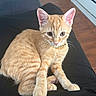 kitten, cat, orange_tabby, pet, lap, gold_chain, fur, indoor, flooring, kitchen, cabinet, curious, cute, animal, whiskers, ears, paws, sitting, soft_light, cozy