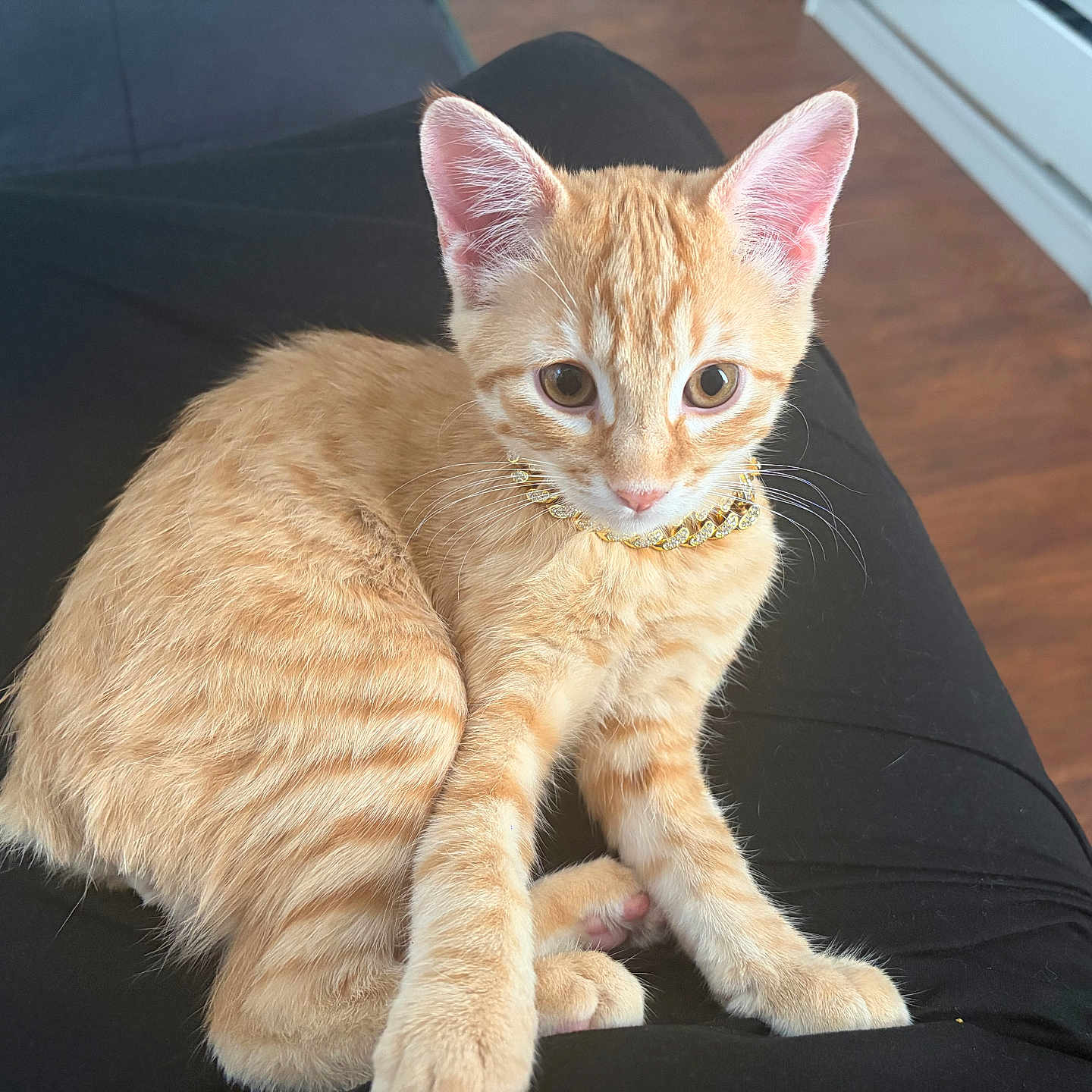 O-Nashi is registered to the contest to win money with this photo: kitten, cat, orange_tabby, pet, lap, gold_chain, fur, indoor, flooring, kitchen, cabinet, curious, cute, animal, whiskers, ears, paws, sitting, soft_light, cozy