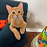 animal, armrest, baby_toy, cat, colorful, couch, cozy, curious, domestic, ears, eyes, feline, home, indoor, kitten, orange_tabby, pet, relaxed, whiskers, wood_floor