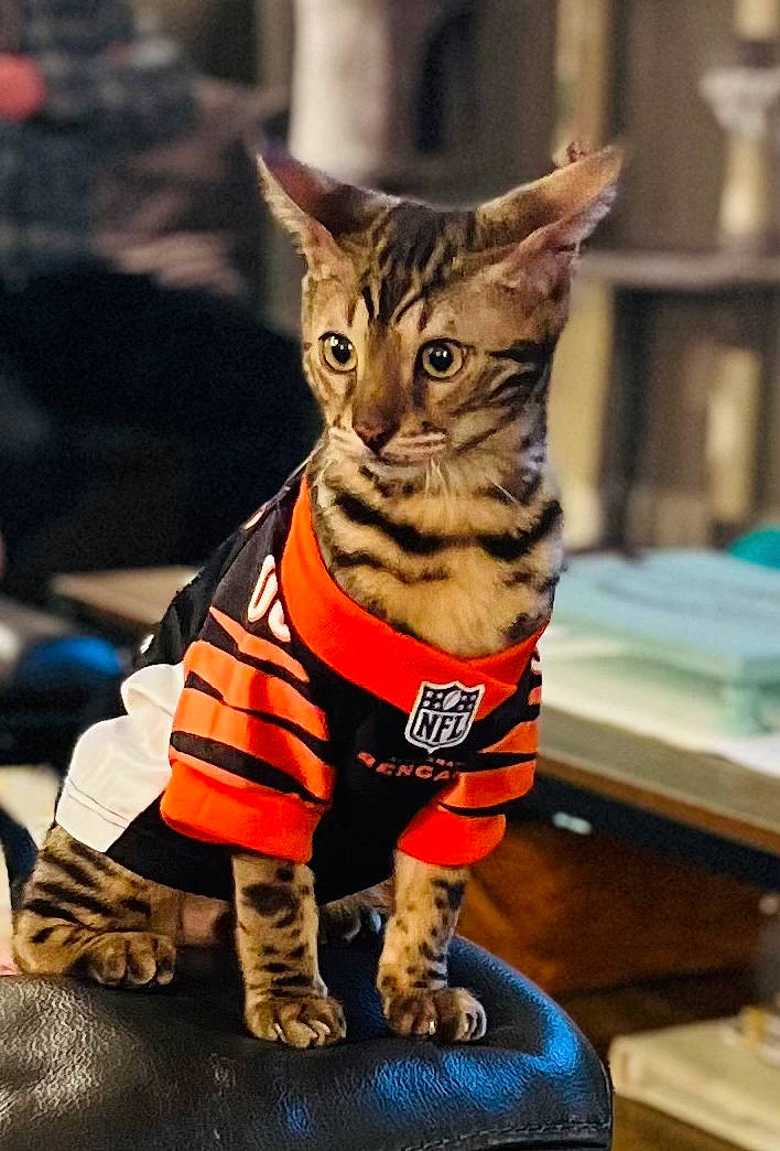 Maverick joined the competition — help win amazing prizes! carnivore, cat, domestic_short_haired_cat, felidae, fur, grass, metal, sitting, small_to_medium_sized_cats, snout, sportswear, tail, terrestrial_animal, toy, whiskers, wildlife, wood