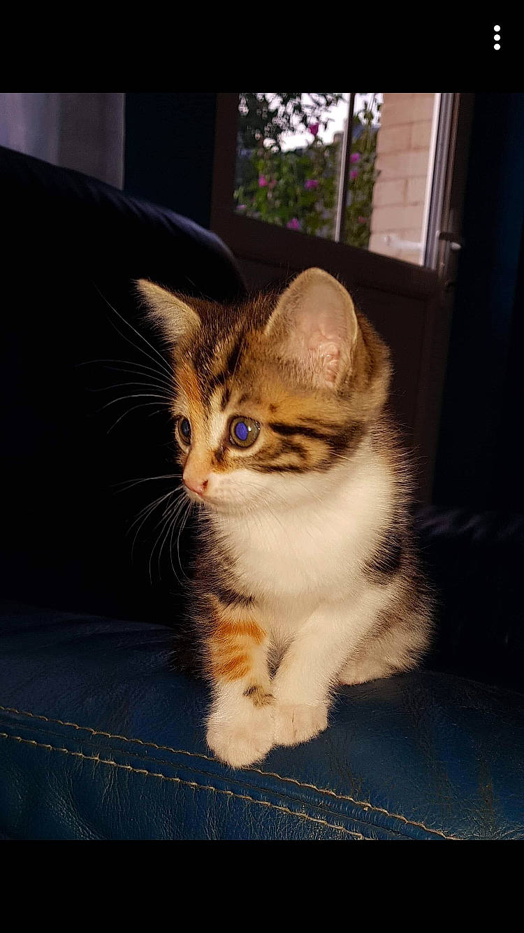 Xena a rejoint le concours — aidez-le/la à gagner de superbes lots ! aegean_cat, american_wirehair, asian, carnivore, cat, domestic_short_haired_cat, european_shorthair, eye, felidae, fur, kitten, mammal, ojos_azules, photo_caption, polydactyl_cat, small_to_medium_sized_cats, snapshot, tabby_cat, vertebrate, whiskers