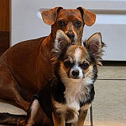 Piper is registered to the contest to win money with this photo: dog, puppy, brown_dog, small_dog, long_hair, short_hair, pet, floor_tile, indoor, animal, domestic_animal, cute, two_dogs, fur, ears, face, sitting, looking, companion, closeup