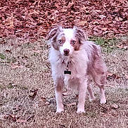 Maverick is registered to the contest to win money with this photo: accessories, animal, canine, chihuahua, cockerspaniel, collie, dog, eskimodog, grass, leaf, papillon, pet, plant, puppy, slate, soil, sphere, strap, terrier, tree