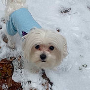 Gracie is registered to the contest to win money with this photo: dog, white_dog, small_dog, snow, blue_sweater, outdoor, winter, leaves, pet, fur, animal, cute, looking_up, curious, cold, nature, walk, ground, fluffy, companion