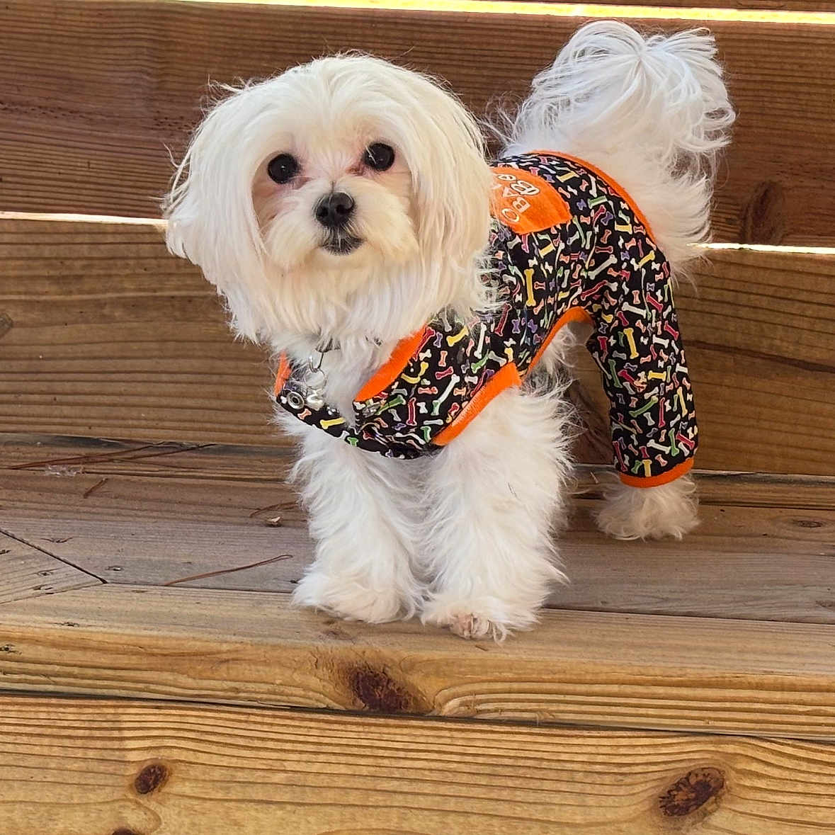 Gracie