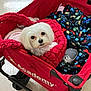 Gracie is registered to the contest to win money with this photo: dog, white_dog, pet, wagon, red_wagon, blanket, colorful_blanket, indoor, floor, water_bowl, cute, fluffy, small_dog, looking_up, cozy, resting, fur, animal, companion, toy_wagon