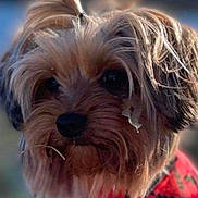 Jingles is registered to the contest to win money with this photo: adorable, animal, black_nose, close_up, cute, dog, expression, face, fluffy, fur, leaf, mammal, messy_fur, outdoor, pet, portrait, red_clothing, small_pony_tail, soft_background, sunlight