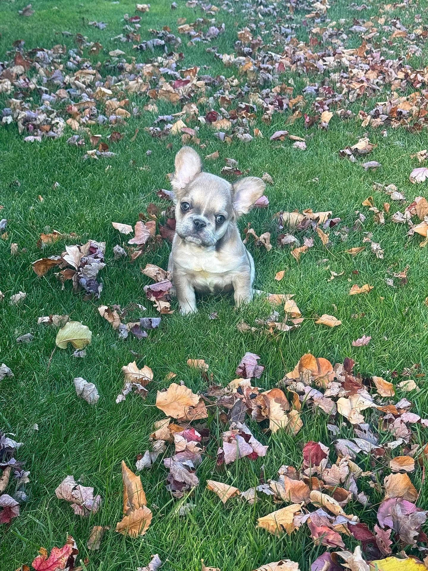 Chloè joined the competition — help win amazing prizes! puppy, dog, grass, leaves, autumn, outdoor, cute, small_dog, pet, nature, fall, young_dog, animal, floppy_ears, green_grass, leaf_litter, adorable, sitting, curious, playful