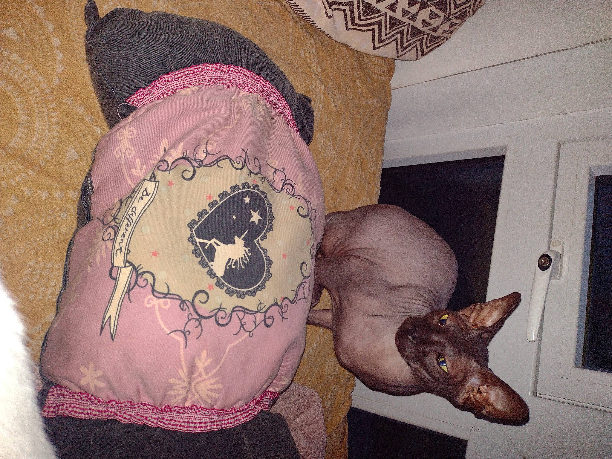 Willow joined the competition — help win amazing prizes! bag, carnivore, costume_hat, dog, dog_breed, door, eyewear, fashion_accessory, fawn, flesh, linens, magenta, mammal, pattern, pink, purple, sleeve, sunglasses, t_shirt, visual_arts