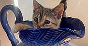Millie is registered to the contest to win money with this photo: kitten, cat, blue_pottery, ceramic, pitcher, indoor, curious, paw, animal, pet, container, closeup, face, feline, cute, domestic_cat, table, decor, whiskers, young