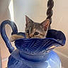 kitten, cat, blue_pottery, ceramic, pitcher, indoor, curious, paw, animal, pet, container, closeup, face, feline, cute, domestic_cat, table, decor, whiskers, young