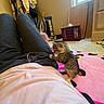 Millie joined the competition — help win amazing prizes! kitten, cat, person, clothing, sweatpants, drawstring, pink_blanket, carpet, indoor, furniture, window, drawer, coat, hanger, floor, playful, pet, animal, small, cute