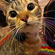 Millie is registered to the contest to win money with this photo: cat, close_up, whiskers, curious, pet, animal, collar, indoor, feline, face, eyes, tabby, cute, domestic, fur, portrait, colorful_background, household, focus, mammal