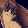 Opal is registered to the contest to win money with this photo: cat, gray_and_white, cardboard_box, pet, animal, cute, indoor, cozy, feline, resting, fur, whiskers, ears, eyes, small, domestic, sleepy, comfortable, box, relaxed