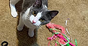 Opal is registered to the contest to win money with this photo: animal, carpet, cat, curious, cute, domestic_cat, ears, feline, floor, gray_and_white, green, indoor, looking_up, pet, pink, playful, ribbons, toy, whiskers, white_paws